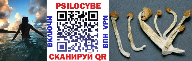 мега ссылки  Райчихинск  Псилоцибиновые грибы Magic Shrooms  где найти  